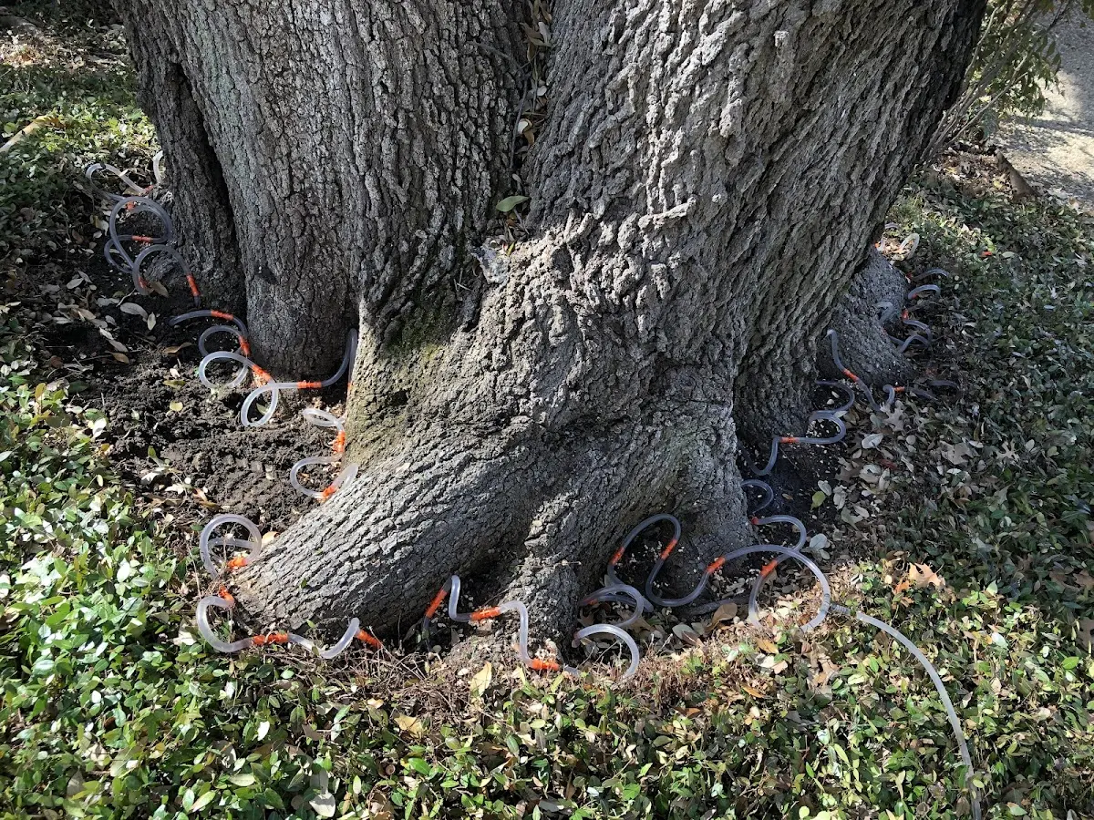 Detailed Tree Cabling and Bracing job site in Sarcoxie